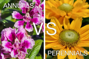 Understanding the Differences between Annuals & Perennials