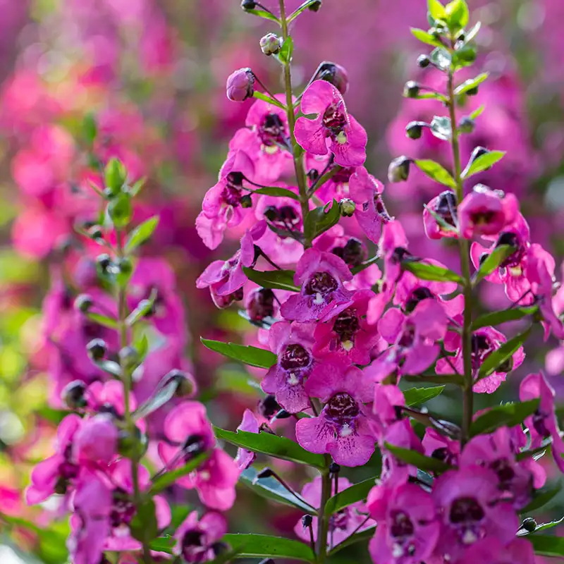 Find Angelonia at Dambly's