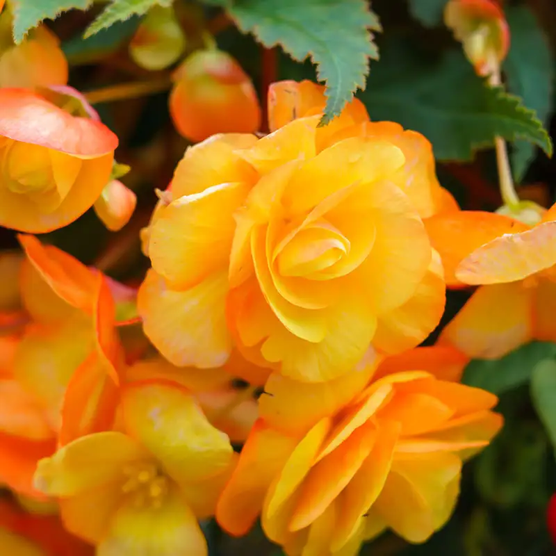 Find Begonias at Dambly's