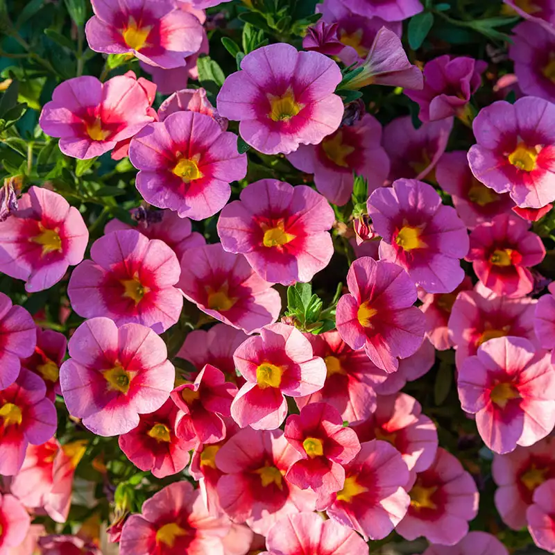 Find Calibrachoa at Dambly's