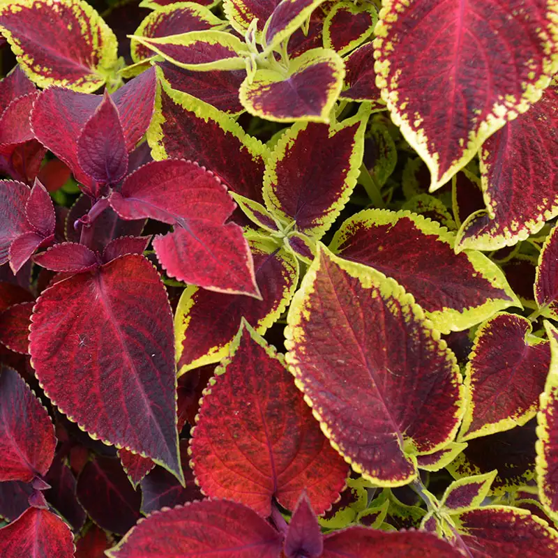 Find Coleus at Dambly's
