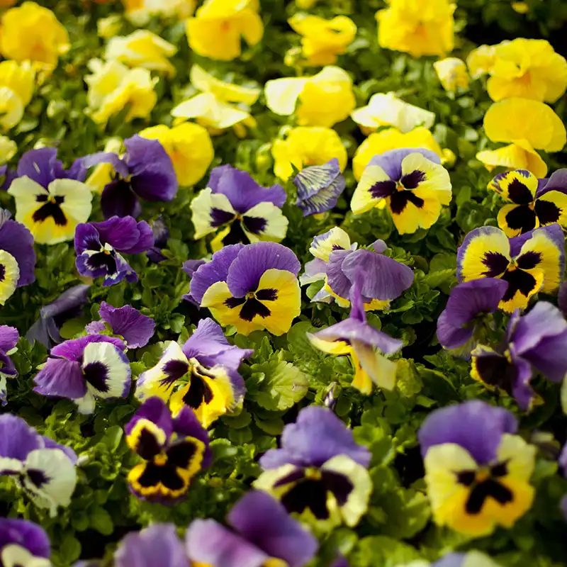 Find Pansies at Dambly's