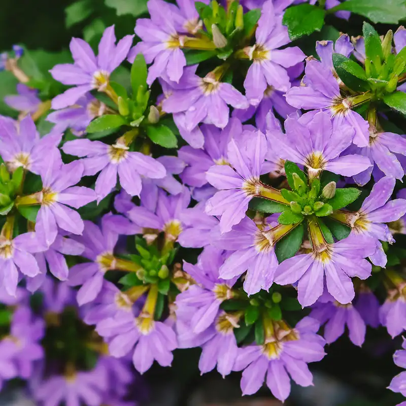 Find Scaevola at Dambly's