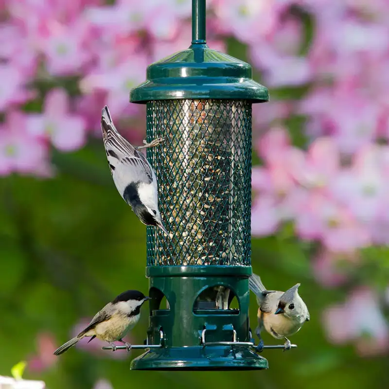 Find bird feeders at Dambly's Garden Center