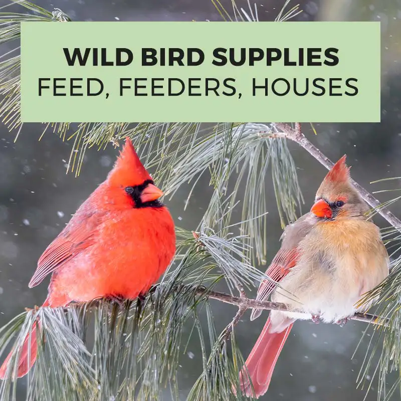 Find Wild Bird Supplies at Dambly's Garden Center