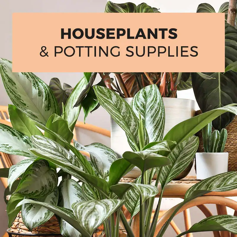 Find Houseplants & Supplies at Dambly's Garden Center