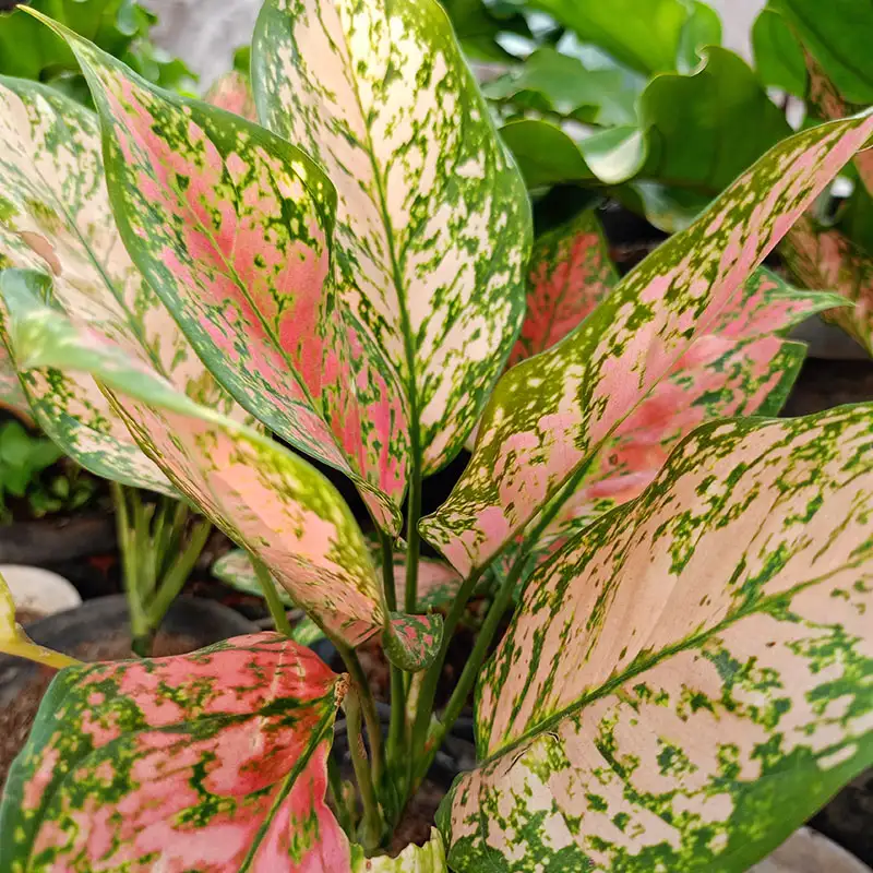 Houseplants for beginners to collectors at Dambly's