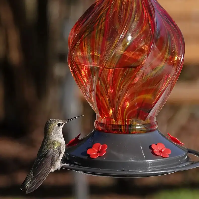 Find hummingbird feeders and supplies Dambly's Garden Center