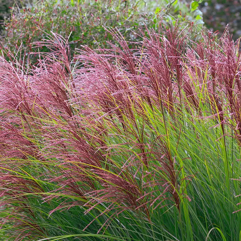 Ornamental Grasses at Dambly's