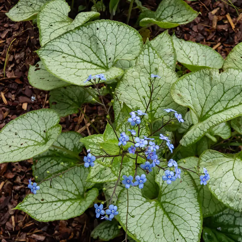 Find Brunnera at Dambly's