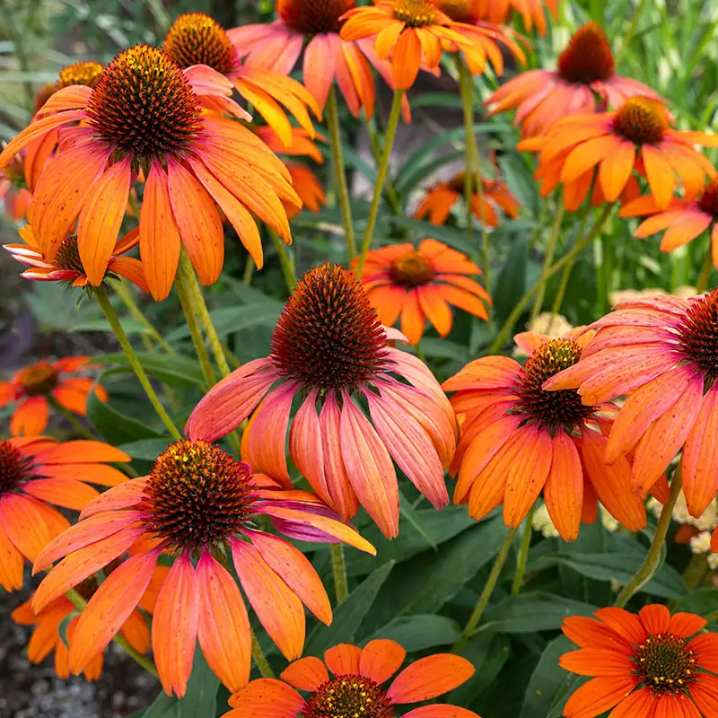Find Coneflowers at Dambly's