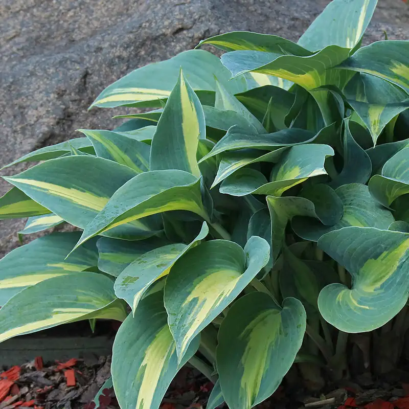 Find Hostas at Dambly's