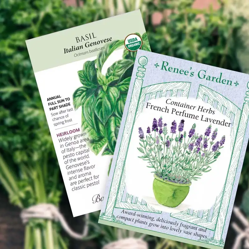 Find Premium Herb Seeds at Dambly's Garden Center