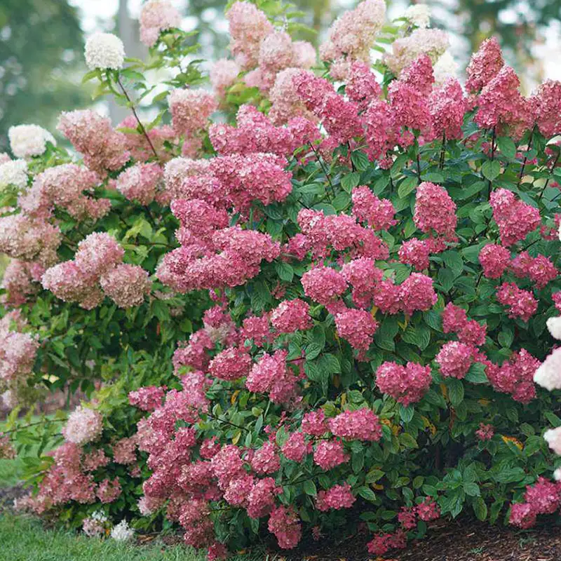 Find shrubs at Dambly's