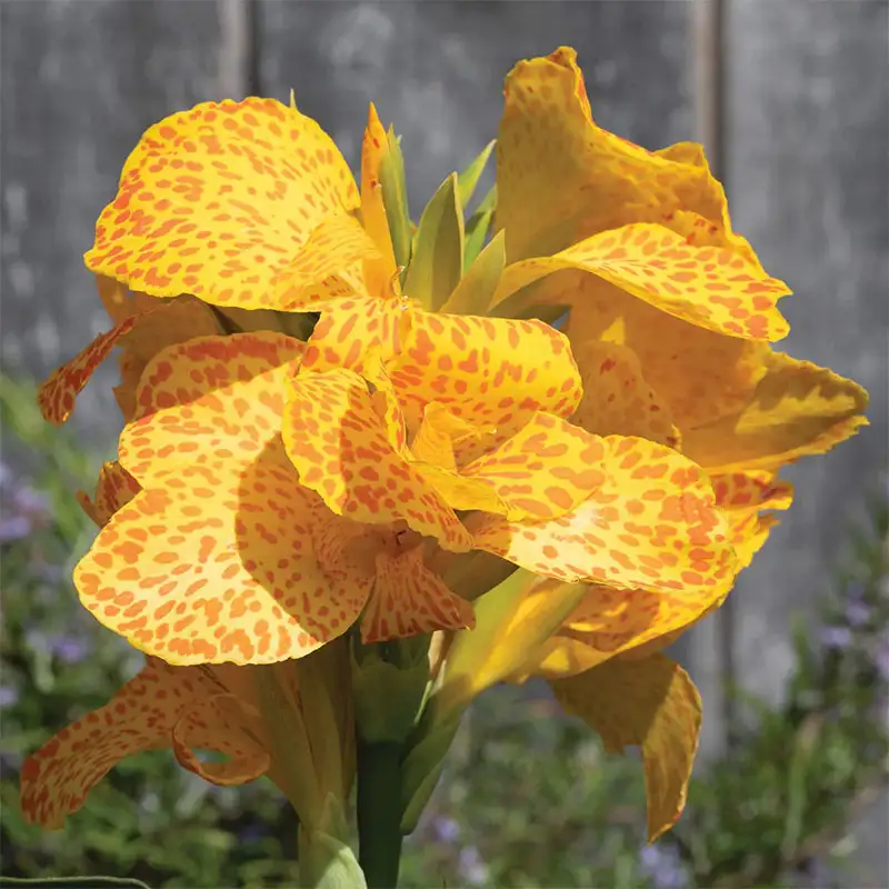 Tropical Plants at Dambly's