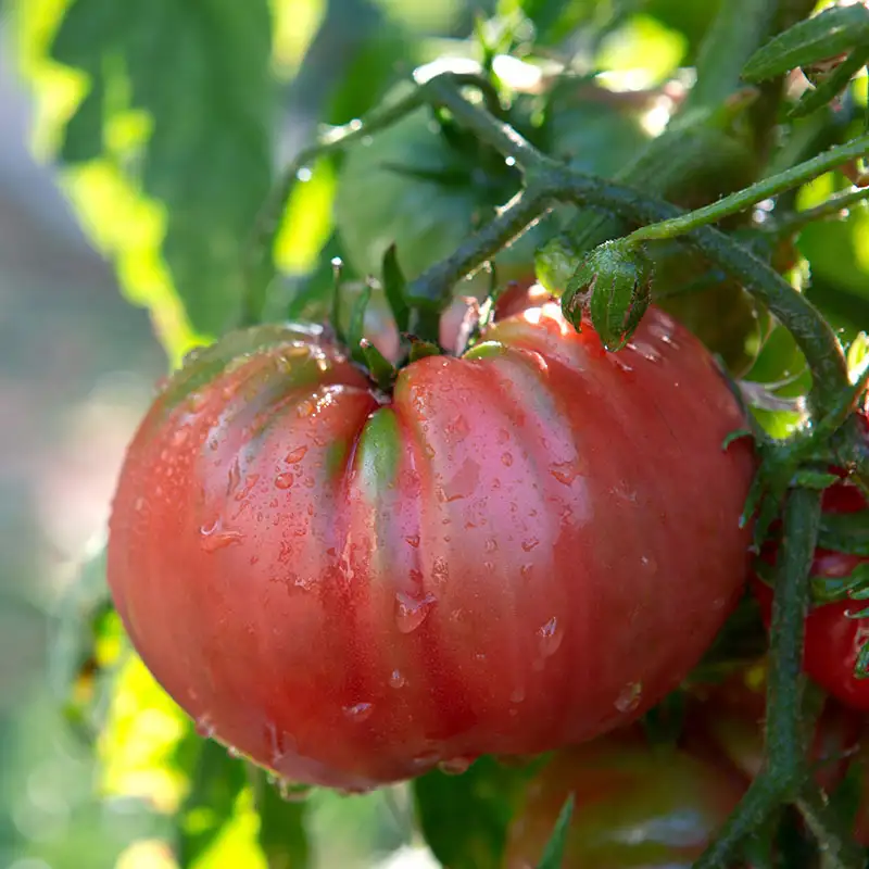 Find a huge selection of Veg & Herb plants at Dambly's Garden Center